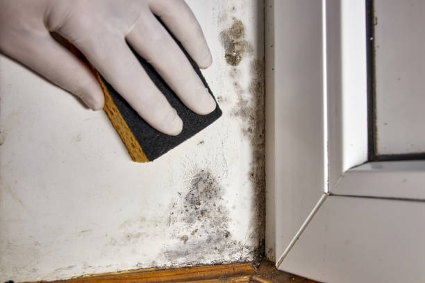 Trusted Lawrence, MA Mold Removal Experts
